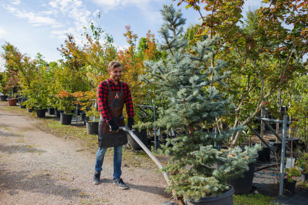 How Our Tree Care Process Works  in  East Dublin, GA